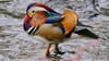 The mandarin duck of Central Park wading in water