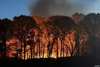 Fire rages through trees from a brush fire in Prospect Park, November 2024