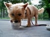 The Dog Days of Summer: Ice cream for your pet at Shake Shack