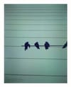 ART on STREETS: Birdies on a Wire