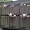 Banksy in NYC Day 11: Sirens of the Lambs Slaughterhouse Truck Tours Meatpacking and NYC