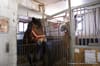 Behind the Scenes in the Clinton Park Horse Stables for the Central Park Carriages