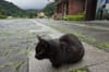 Meet 100+ Cats in the “Cat Village” of Houtong, Taiwan, near Taipei