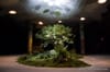 Imagining the Lowline in NYC: Exhibit Preview