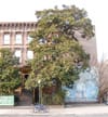 Magnolia Grandiflora in Bedford-Stuyvesant is One of Two City Trees Designated a NYC Landmark