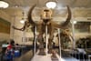 The Mysterious History of New York City’s Inwood Mastodon