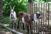Up Close with the Prospect Park Goats, Working to Restore Storm Damage Woodlands