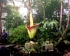 Corpse Flower at New York Botanical Garden Has Bloomed (And Stinks)