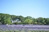 NYC Day Trip: Lavender by the Bay, A Lavender Farm on Long Island