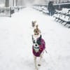 Beautiful Photos of Today’s Snowstorm in NYC