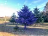 Farm in New Jersey Sells Rainbow Colored Christmas Trees
