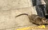Rat on Subway stairs