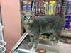 Cities 101: Are Bodega Cats Actually Legal?