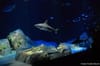 Touch Live Sharks at Ocean Wonder: Sharks!, New York Aquarium’s New Exhibit at Coney Island