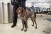 Meet the Adorable Dogs of the K9 Unit That Protect Amtrak at Penn Station