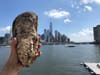 Aw Shucks: The Tragic History of New York City Oysters