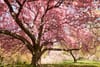 15 Places to See Cherry Blossom Trees in NYC