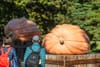 See Three of the Largest Pumpkins in the World at New York Botanical Garden This Weekend