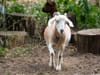 Goat and tree stumps in Stuyvesant Cove Park