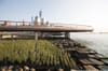 Wetlands growing at Pier 26