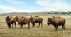 Bison on the plains