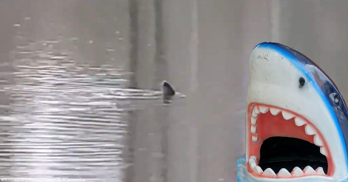 Are There Sharks in NYC? The Case of the Central Park Shark Untapped