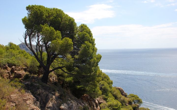 Camino Ronda – Hiking on the Costa Brava from Roses to Cadaqués