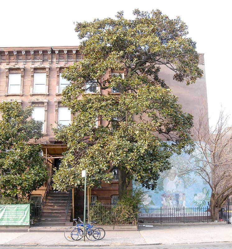 Magnolia Grandiflora in Bedford-Stuyvesant is One of Two City Trees Designated a NYC Landmark